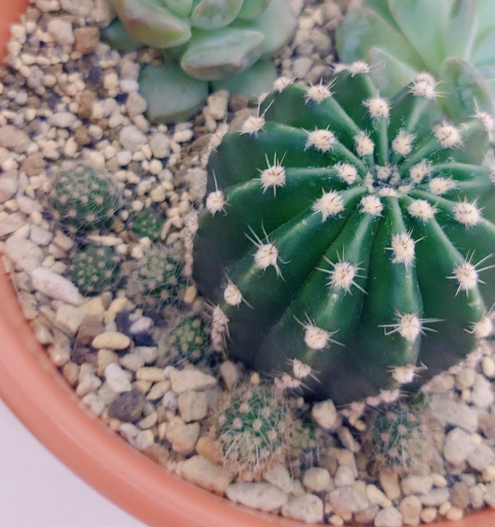 2waco15's tweet photo. Babyサボテン🌵が沢山 https://t.co/hD03k6a5Qc