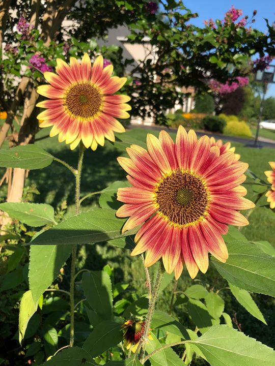 Needlepointers's tweet photo. I love Sunflowers!  Here are some pictures of sunflowers in my yard in 2018.  What flowers do you love? https://t.co/mJOyTLdkDQ