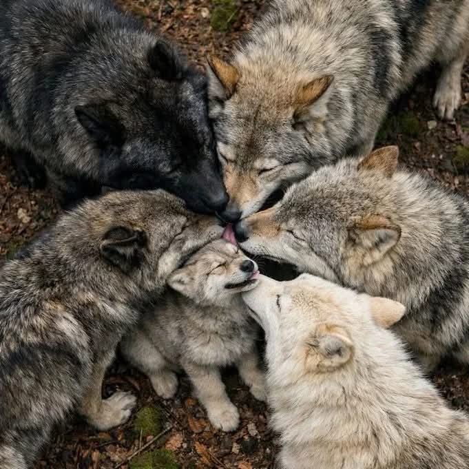 wolf_lovers__'s tweet photo. So Lovely!🧡🐺 https://t.co/SuGN8dsjwS