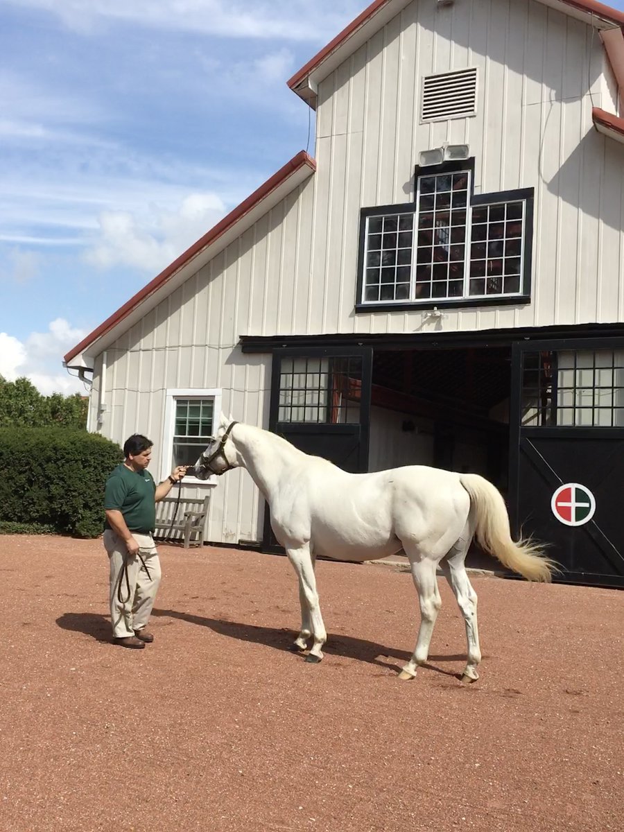 Equibase's tweet photo. 31 different stallions have sired the last 35 winners of the G1 @BelmontStakes 👀

The only repeat sire since 1991 is @Gainesway's Tapit... who won with Tonalist (2014), Creator (2016), Tapwrit (2017), and Essential Quality (2021). 

With 4 Belmont winners, Tapit is tied with Lexington as the all-time leading sire in Belmont Stakes history. 

📸Ben Kudla/Equibase