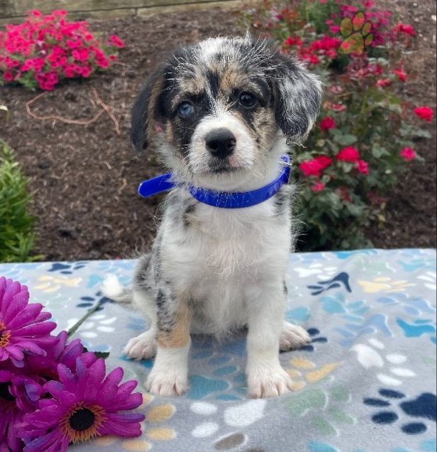 PhantasmaVT's tweet photo. It didnt post all the pictures I wanted but here's baby maple compared to now! https://t.co/GjHLB5Cgpf