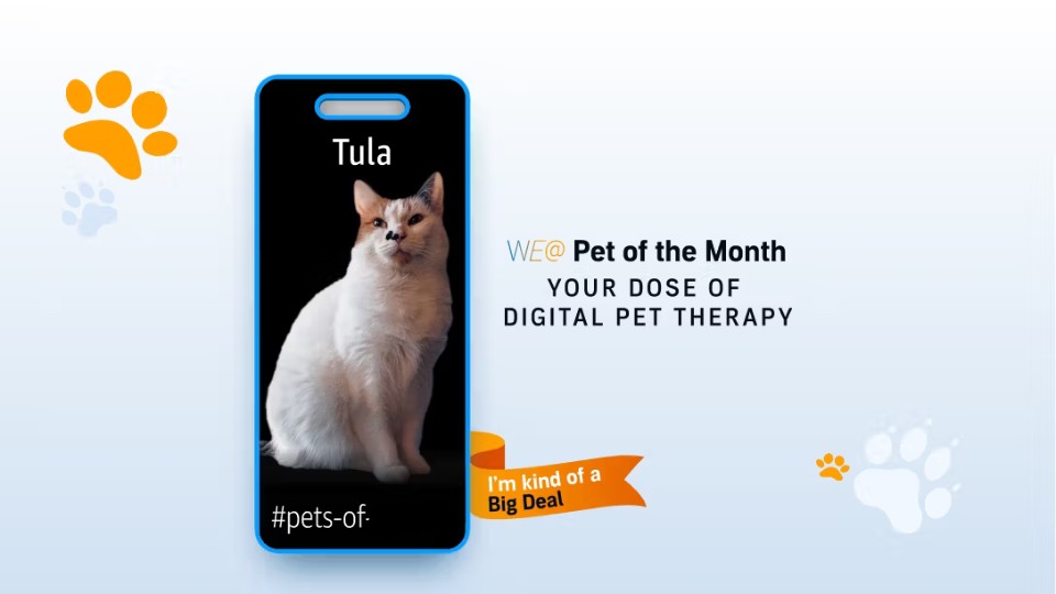Tula_Tonga's tweet photo. I'm pet of the month at Mom's job! I get to be on all the TVs all over the world in their offices 😸 https://t.co/vao1hrK1JI