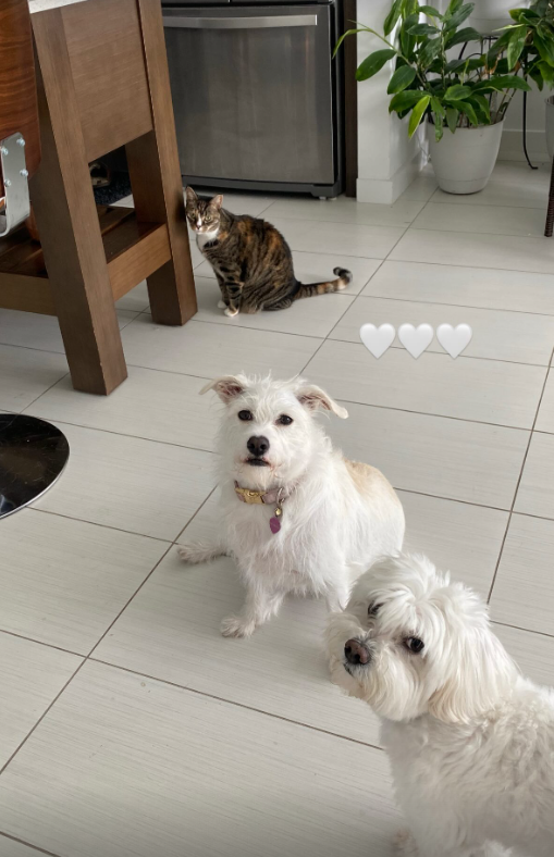 Hazelhollyfi's tweet photo. My little teddy bears 🐻🤍 https://t.co/LkM40wbWt2