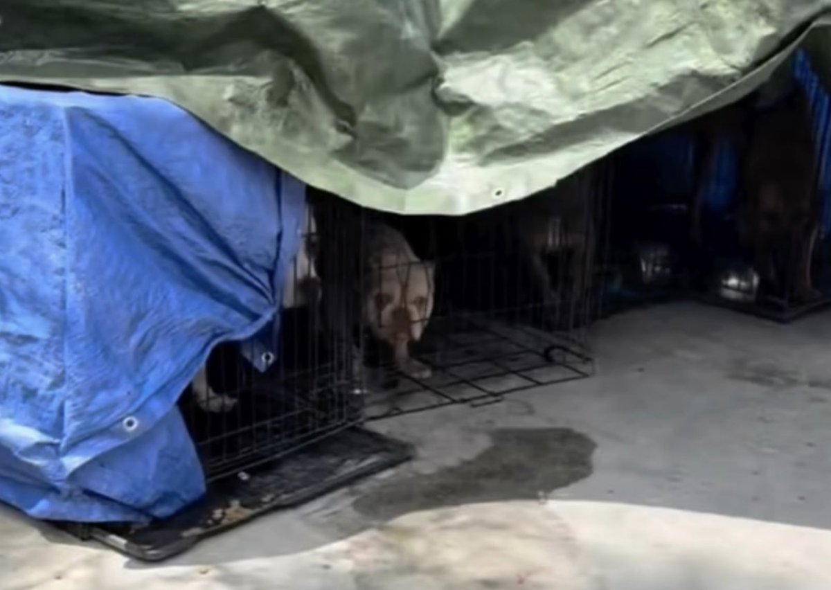 joey_tuccio's tweet photo. I've done my time fighting for the dogs on Skid Row. If people vote for the same people today, I don't know what the point is to continue to fight if a majority of LA can see this picture and say "Oh, well it's fine". Please go out and vote today. https://t.co/piigEEGdJw