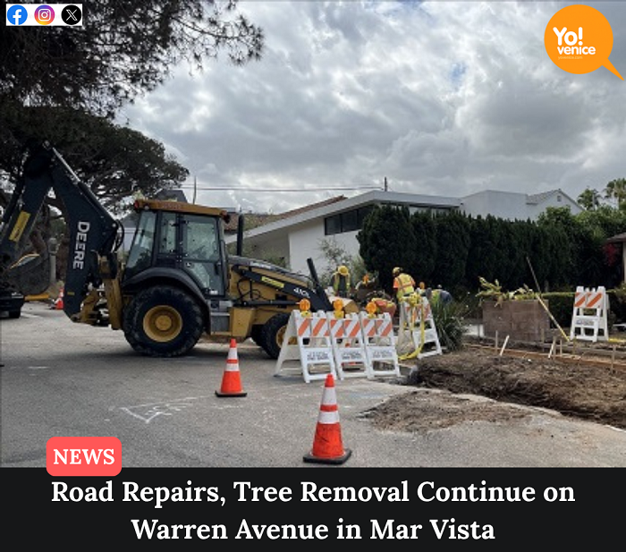 YoVenice's tweet photo. A petition last year urged officials to repair Warren Avenue and nearby Moore Street while saving the trees, citing their environmental and community benefits.

https://t.co/DSCCuEn2Qd https://t.co/slx4g96RIv