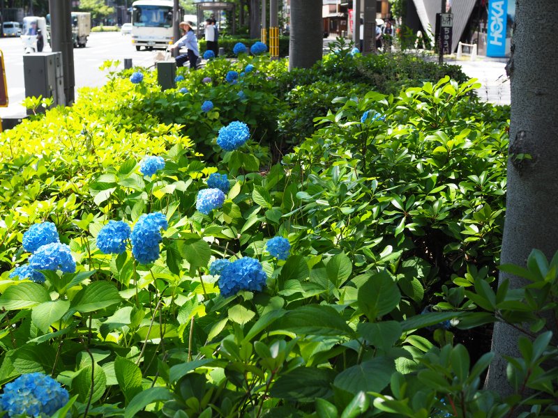 lambandmutton's tweet photo. この時期の楽しみ、御池ブルー

🩵💙💜 https://t.co/llfhbLmcqV