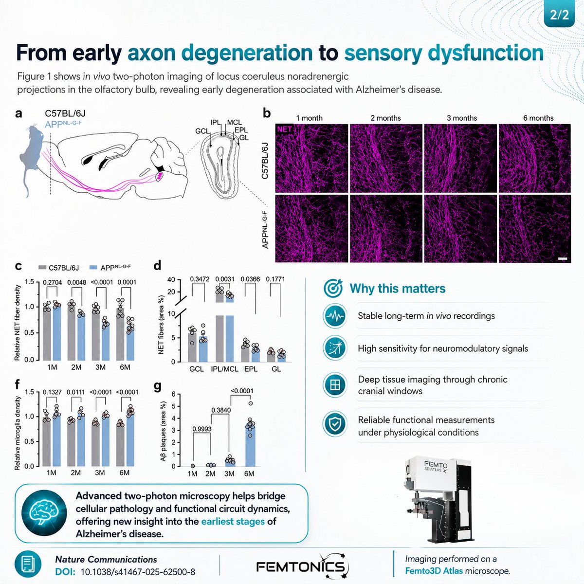Femtonics's tweet photo. 🧠 New Nature Communications paper on early Alzheimer’s pathology.

Using a Femto3D Atlas two-photon microscope, the authors visualized noradrenergic axons in vivo and identified early loss of olfactory bulb innervation linked to sensory dysfunction.

A closer look at how early axon degeneration may contribute to one of the first signs of Alzheimer’s disease.

DOI: 10.1038/s41467-025-62500-8

#Neuroscience #Alzheimers #TwoPhotonImaging #Femtonics