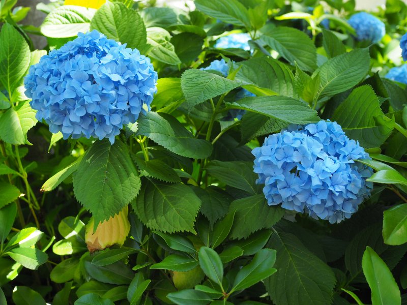 lambandmutton's tweet photo. この時期の楽しみ、御池ブルー

🩵💙💜 https://t.co/llfhbLmcqV