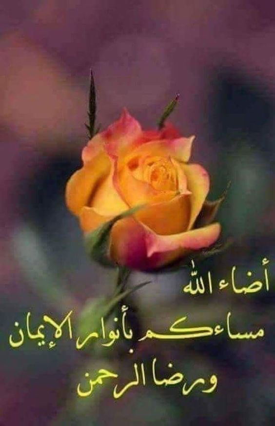 omkhaled11221's tweet photo. مساااء االخير      🌴 https://t.co/Dz3ecFU6hI