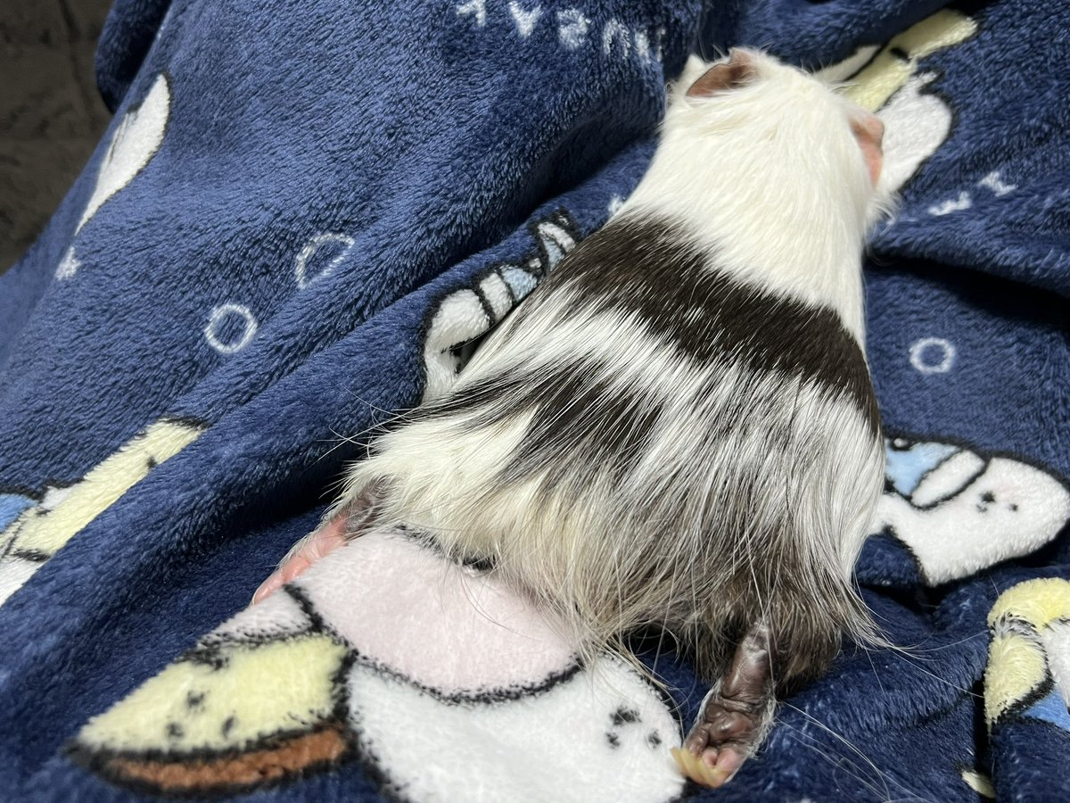 yaneuraossan's tweet photo. それではおやすみちゃんです💤 https://t.co/9XXXv8rCT3