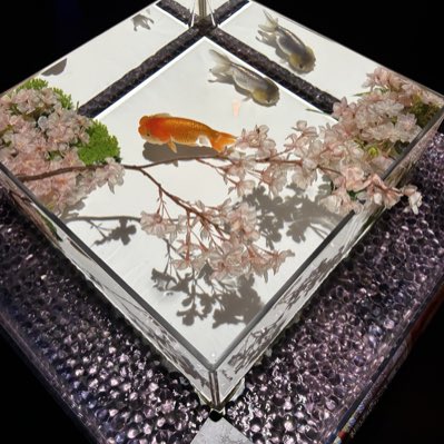 iPhone33333333's tweet photo. #新しいプロフィール画像 https://t.co/xfckFpOfCp