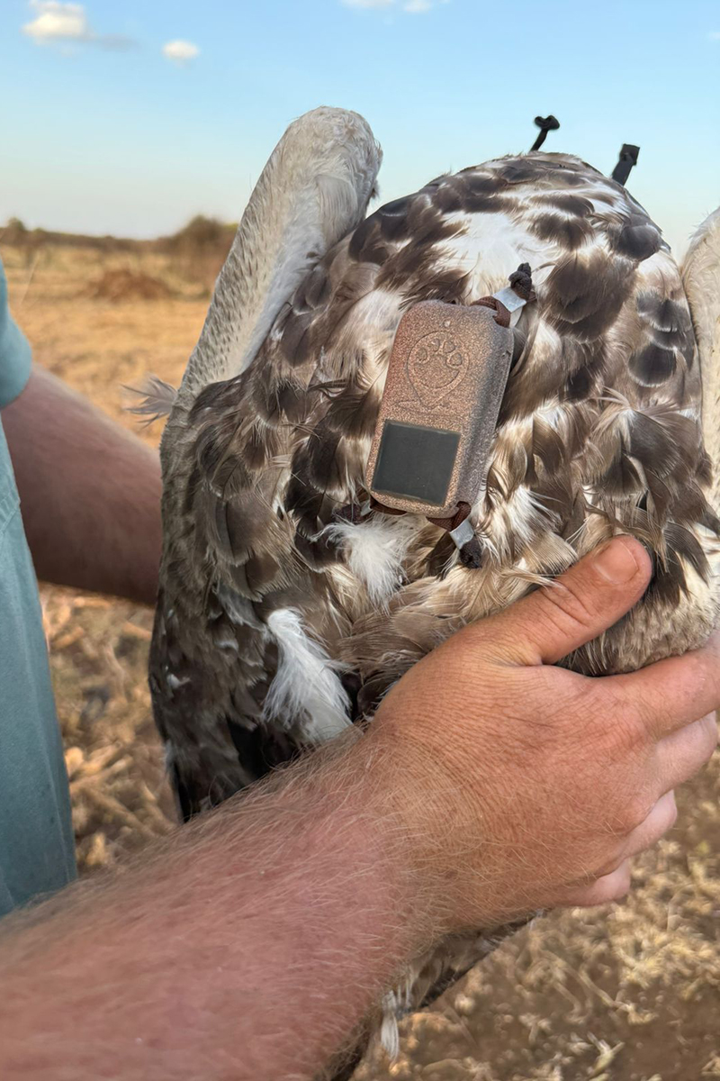 biglifeafrica's tweet photo. TRACKING MARTIAL EAGLES

Big Life recently supported WRTI, Kenya Bird of Prey Trust, and KWS as they tagged two young Endangered Martial Eagles in Amboseli, helping track movements and protect critical habitat.

Read more: https://t.co/JXOC435NRb https://t.co/b90aH5LHDh
