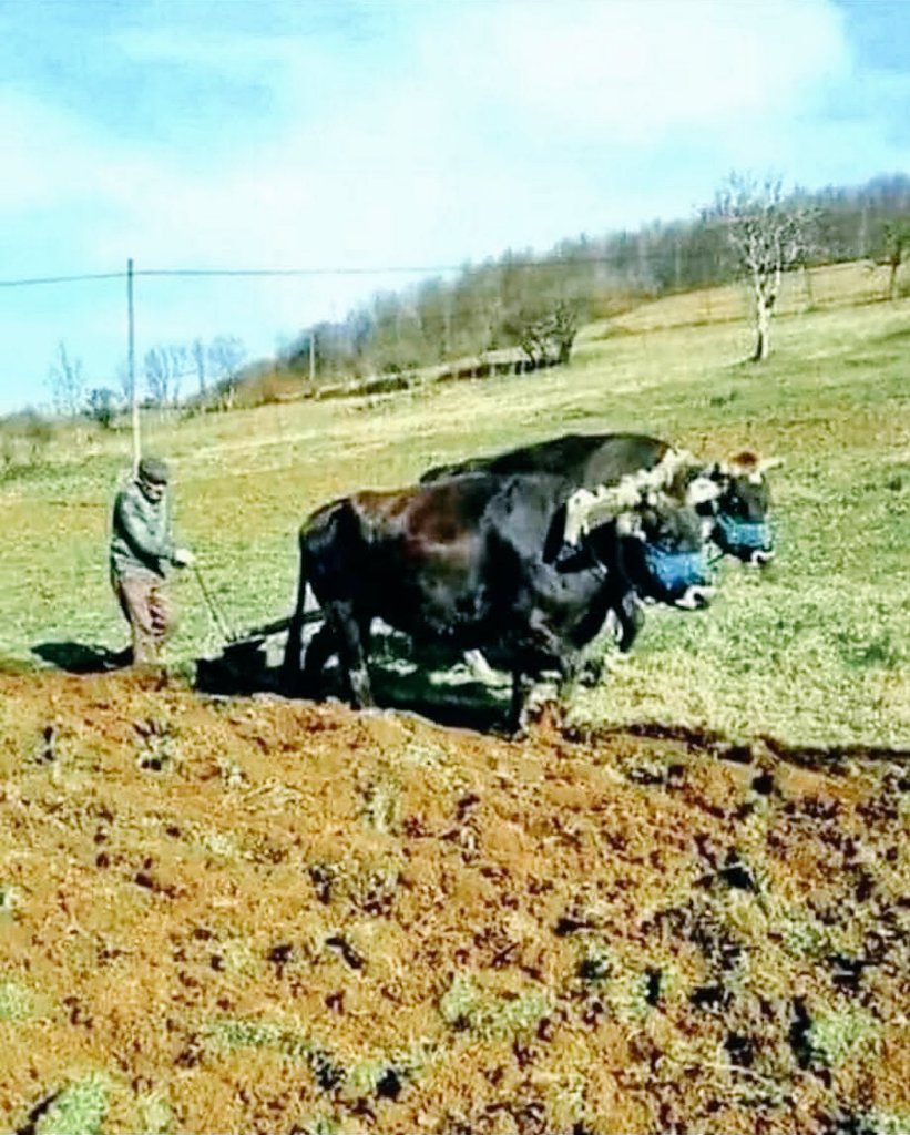 deviittt's tweet photo. “Dedem hep şöyle derdi: 'Çok çalışan sevilseydi onca tarlayı süren öküz kesilmezdi.' İşe yaradığın kadarsın.” https://t.co/W5dHW9iyKj