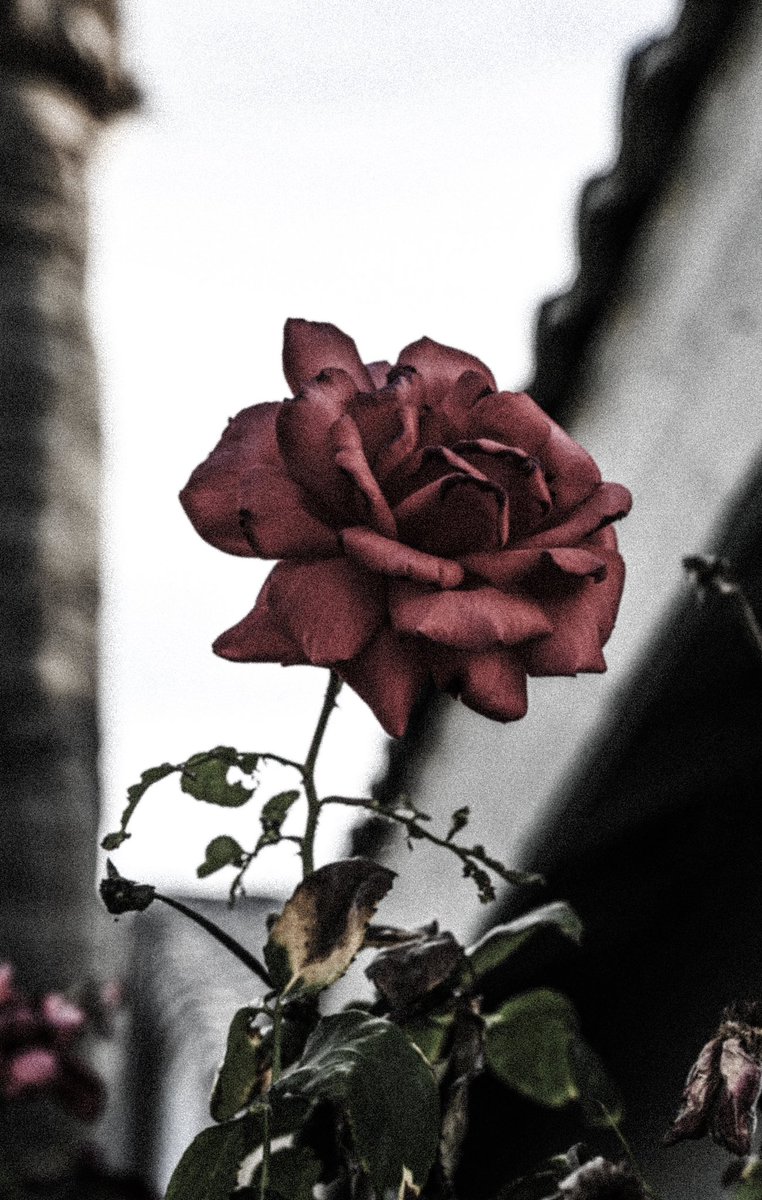 rootbeerphoto's tweet photo. Morning rose. #mothernature #jasonfrostphotography - https://t.co/MlcgPVThPP #bakersfield #kissfromarose https://t.co/fgenQTakNV