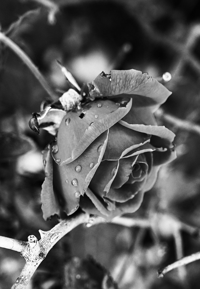 rootbeerphoto's tweet photo. Morning rose. #mothernature #jasonfrostphotography - https://t.co/MlcgPVThPP #bakersfield #kissfromarose https://t.co/fgenQTakNV
