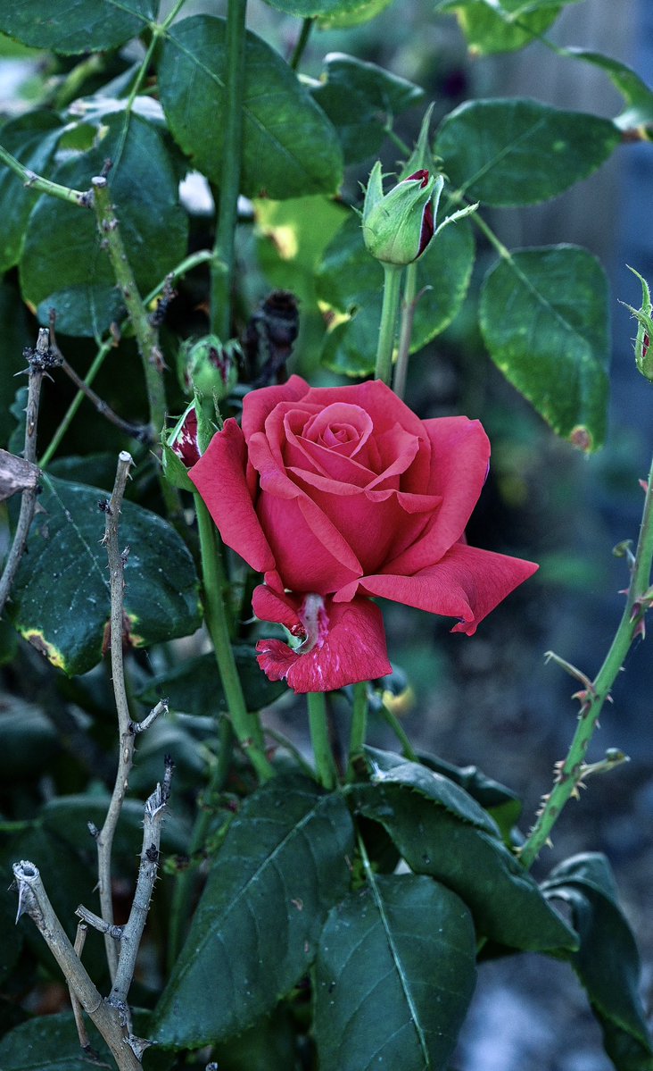 rootbeerphoto's tweet photo. Morning rose. #mothernature #jasonfrostphotography - https://t.co/MlcgPVThPP #bakersfield #kissfromarose https://t.co/fgenQTakNV