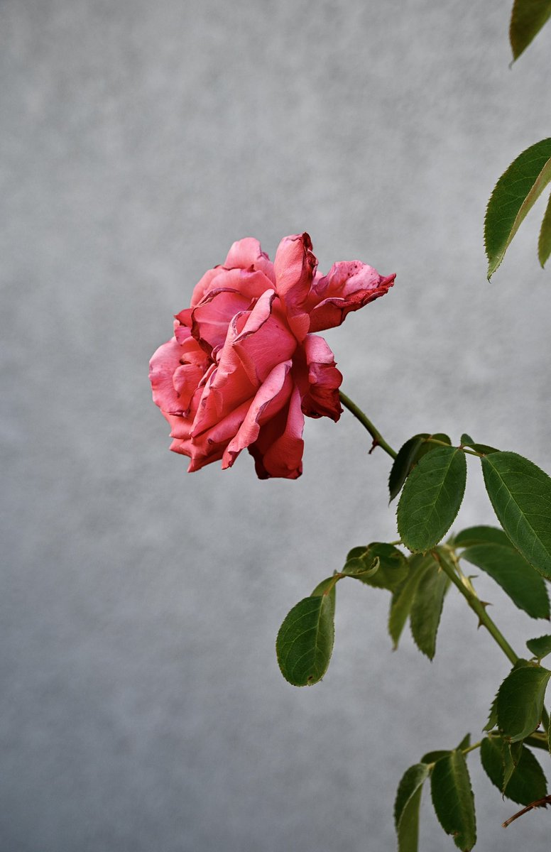 rootbeerphoto's tweet photo. Morning rose. #mothernature #jasonfrostphotography - https://t.co/MlcgPVThPP #bakersfield #kissfromarose https://t.co/fgenQTakNV