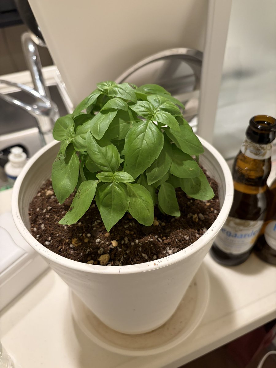 212chango's tweet photo. はじめての園芸生活
バジルを植えました
いっぱい育て https://t.co/AkC8ynm60p