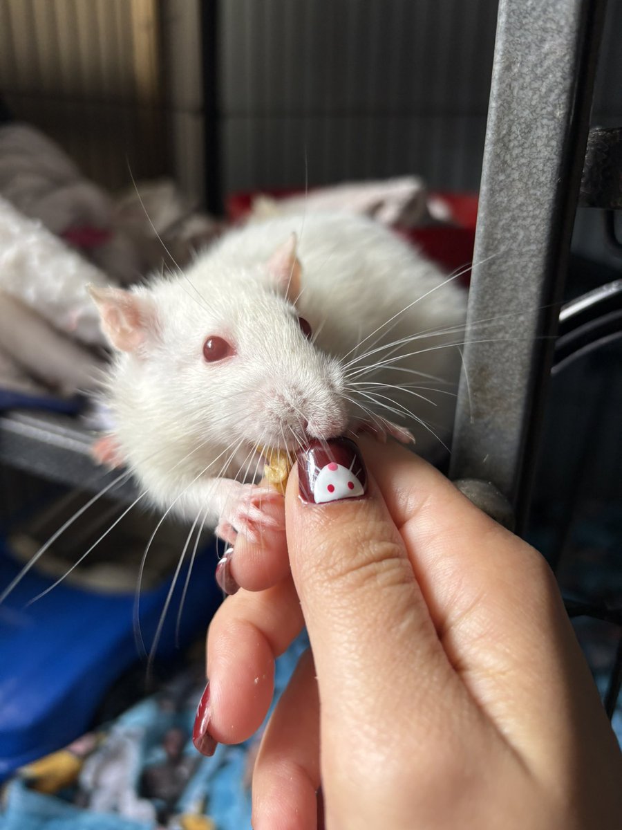 CleverSafo's tweet photo. Dos ratas peleándose por una nuez https://t.co/768pFlGZEN