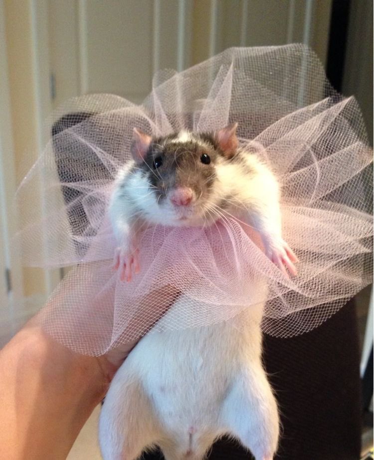 Rat 🎀 tweet media