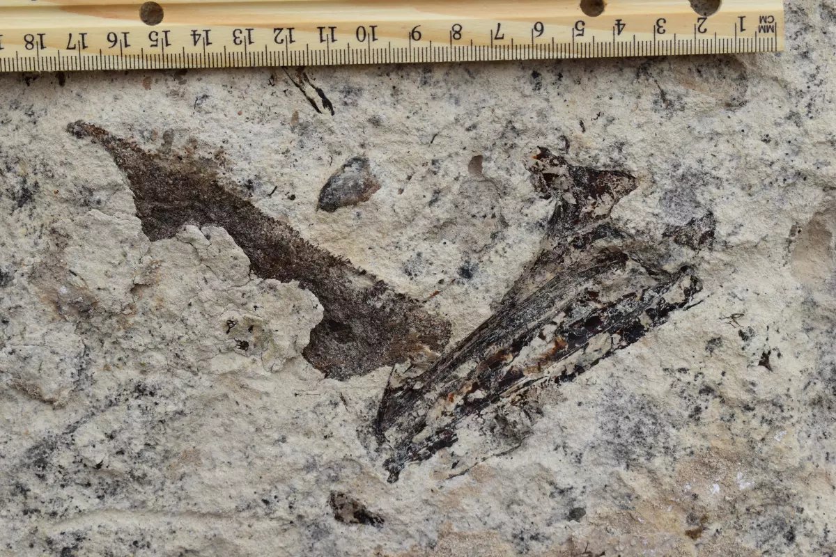PaleontologieFr's tweet photo. ⛏️
Des milliers de #fossiles marins 🌊de 9 Ma découverts sous un lycée de Los Angeles. 🇺🇸
#Miocène
https://t.co/DW3lKDNRg1 https://t.co/2bln5B7Xj2