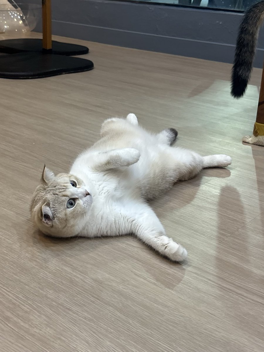99ami99ami's tweet photo. タイのチェンライで凄い猫カフェ発見！

一品頼めば、ﾈｺﾁｬﾝゾーンに永遠にいれる！80バーツ（約400円）の抹茶ラテ

ﾈｺﾁｬﾝリラックスしており、良い環境がわかります。

スタッフも時間があれば猫の世話と見せかけて遊んだり癒されたりしていて微笑ましい！
CAT 'n' A CUP Cat Cafe https://t.co/Y72tMFsQ5b