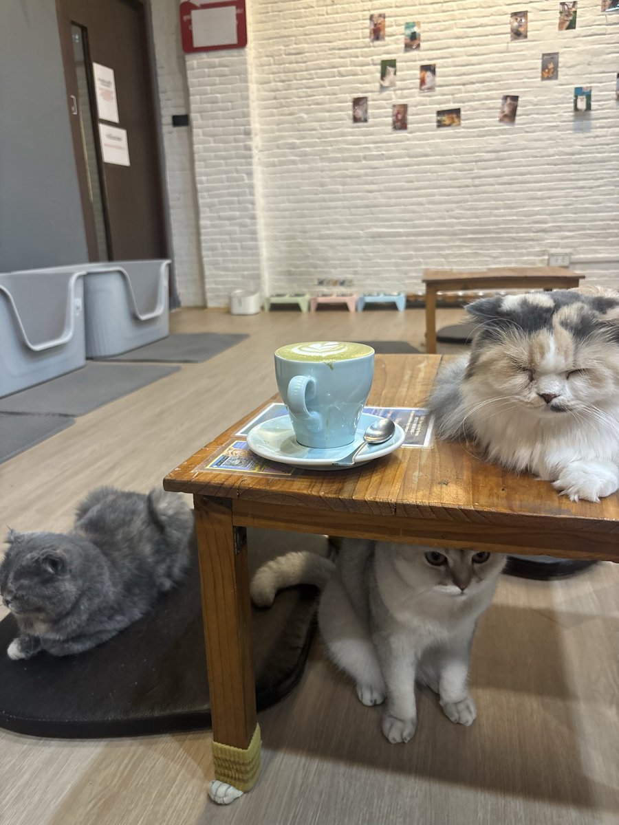 99ami99ami's tweet photo. タイのチェンライで凄い猫カフェ発見！

一品頼めば、ﾈｺﾁｬﾝゾーンに永遠にいれる！80バーツ（約400円）の抹茶ラテ

ﾈｺﾁｬﾝリラックスしており、良い環境がわかります。

スタッフも時間があれば猫の世話と見せかけて遊んだり癒されたりしていて微笑ましい！
CAT 'n' A CUP Cat Cafe https://t.co/Y72tMFsQ5b