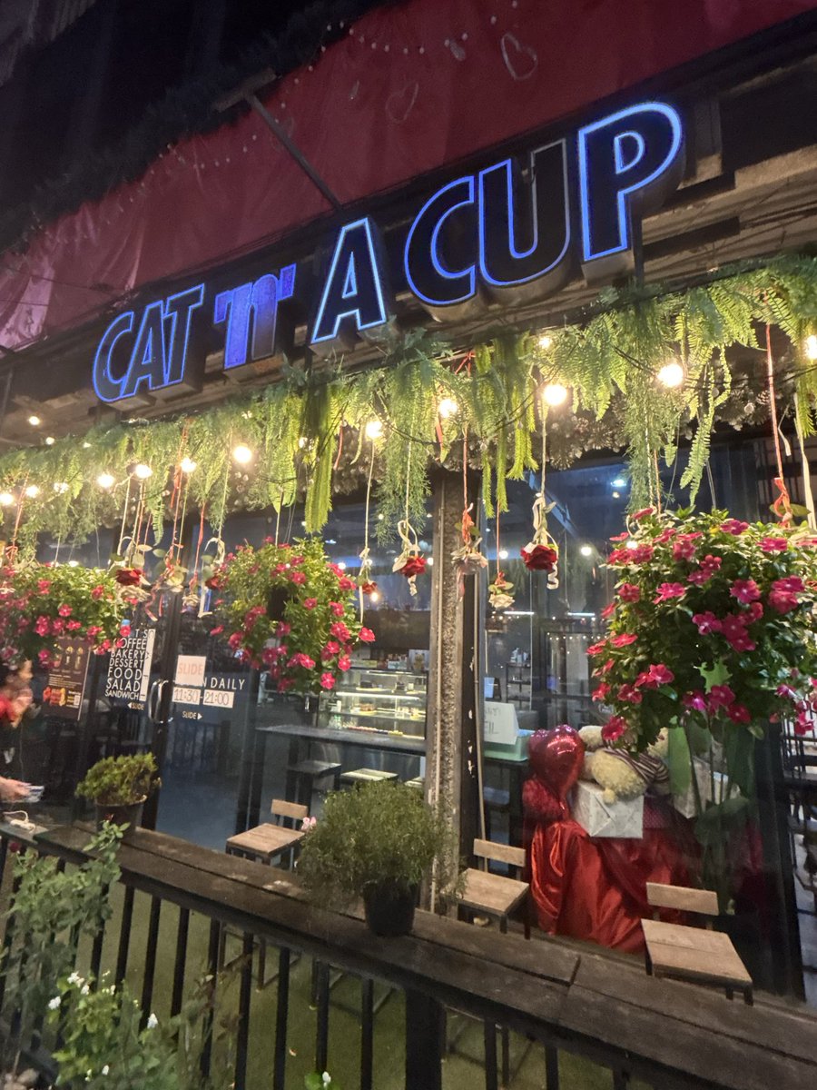 99ami99ami's tweet photo. タイのチェンライで凄い猫カフェ発見！

一品頼めば、ﾈｺﾁｬﾝゾーンに永遠にいれる！80バーツ（約400円）の抹茶ラテ

ﾈｺﾁｬﾝリラックスしており、良い環境がわかります。

スタッフも時間があれば猫の世話と見せかけて遊んだり癒されたりしていて微笑ましい！
CAT 'n' A CUP Cat Cafe https://t.co/Y72tMFsQ5b