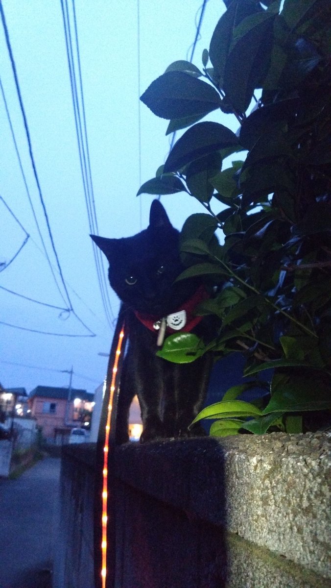 rundam's tweet photo. 今日のラムネ
#黒猫　#古本屋 https://t.co/G7oRVPYVGU
