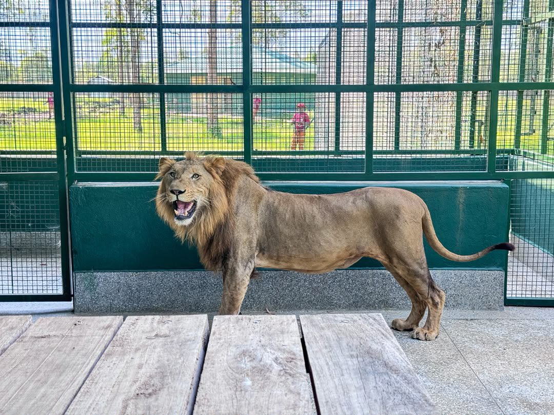 whatsup_mbale's tweet photo. UWA has begun relocating wildlife to the new UWEC–Mbale Zoo in Mbale 

Lions, a zebra, waterbuck, ostrich &amp; peacocks are already settling in.
The project boosts conservation, education &amp; tourism in Eastern Uganda.Opening: June 12, 2026
#Mbale #TourismUganda https://t.co/XJbEEGPQ0j