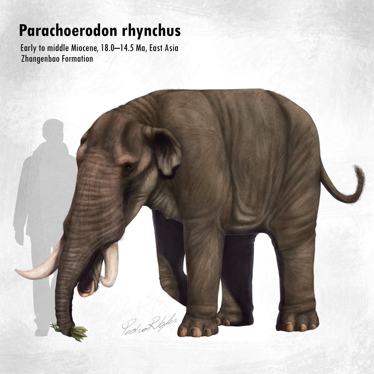 PedroRibfer's tweet photo. Study of the poses of Parachoerodon rhynchus, commissioned by a client.

#commission #parachoerodon #elephant #paleoart #paleontology https://t.co/5hfrHXJOGf