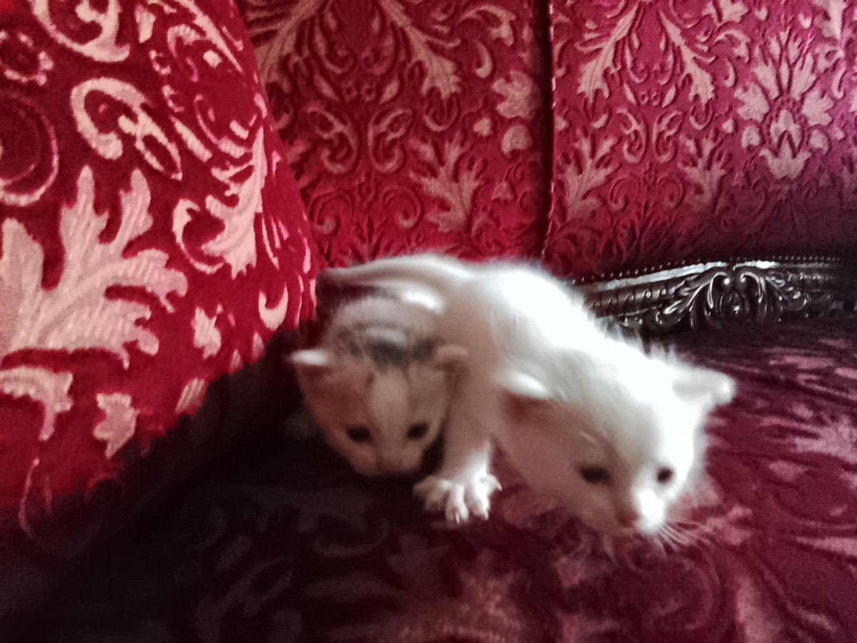 EternalBanana_'s tweet photo. The Tiny Idiot Creatures https://t.co/OCY4dtZ6nW