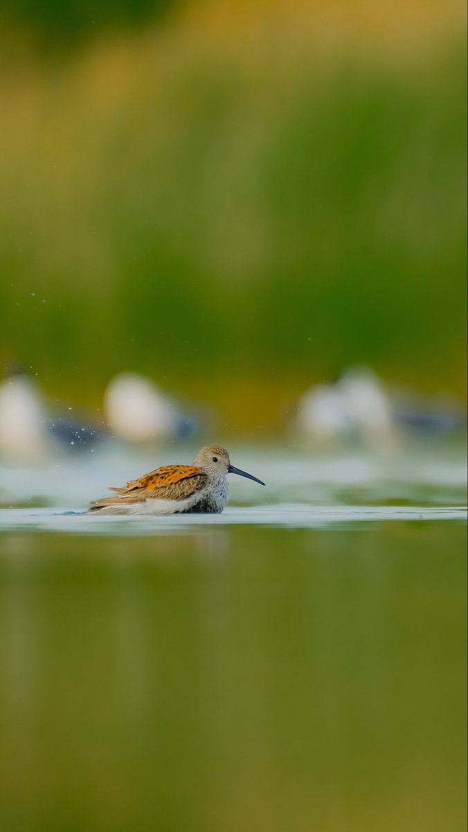 FoodvsF's tweet photo. White rumped sandpiper, Dunlin, semipalmated sandpiper and Forster’s terns at Jamaica in big numbers! Let the sandpiper confusion begin! #birdcpp @BirdCentralPark @BirdQueens @wildnewyorkshow @FujifilmX_US https://t.co/UlTSR5wJQo