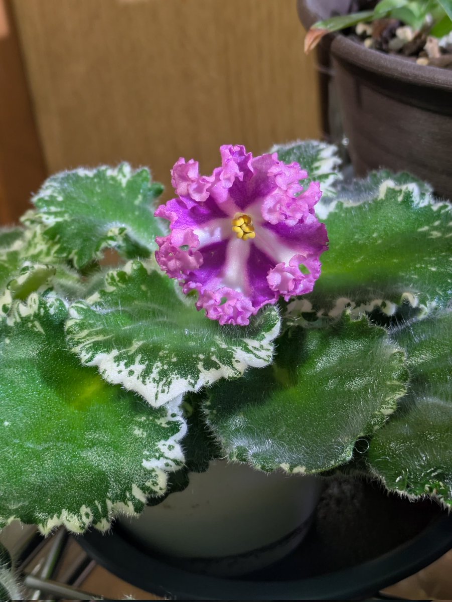 セントポーリア　Zaca's ette 開花株 縞花　希少品種 セントポーリア Zaca's Georgette開花しました。 昔流行っていて、新宿