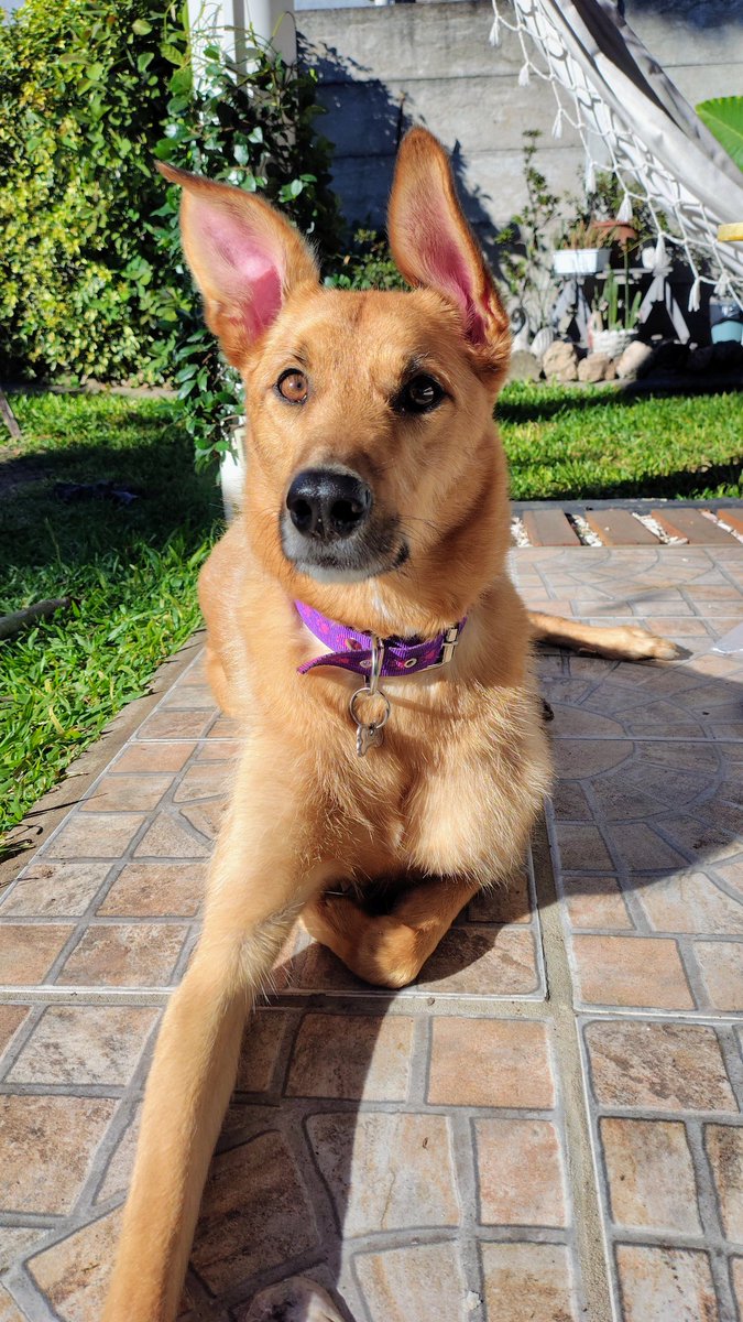oliver_leonardo's tweet photo. Mila en su día ☺️. #NUESTRATARDE https://t.co/1bVYtnZ723