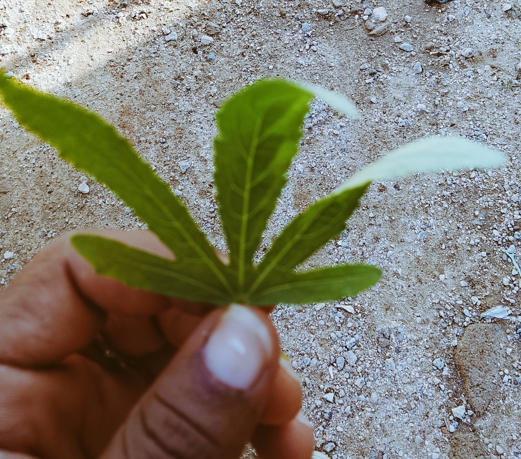 GlobalDesign70's tweet photo. MY FARM IS GROWING 🌿 https://t.co/OrFcIac3YD