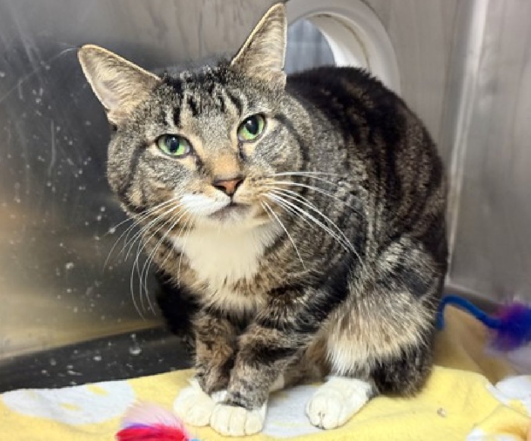 JLthekid9999's tweet photo. 🆘🆘 WHITTAKERS (ID 251620), 3 YO,  MALE–  IN MANHATTAN ACC - came into the shelter as an  aco - owner surrender on 5/2/2026, with the surrender reason stated as animal behavior - aggressive towards people.    🆘🆘 😿 😿 😿 😿

➡️TBD 6/4/26

➡️ TOO LOW ON PLEDGES TO STIMULATE RESCUE INTEREST

➡️🆘🆘 9TH Chance on Emergency Placement List – ALMOST UNPRECEDENTED – AND SHELTER AT MAXIUMUM CAPACITY - NOW IS THE TIME TO ACT/HELP WHITTAKERS - HIGHEST EU/SILENT KILL RISK- VERY LIKELY LAST CALL FOR WHITTAKERS.

➡️ 32 DAYS IN SHELTER – TOO LONG – TIME IS RUNNING OUT

➡️ WHITTAKERS IS ON THE EPL FOR BEHAVIORAL REASONS - He is not thriving in the care center and continues to display challenging behavior during interactions. He is extremely intelligent and high energy, and needs to expend energy constructively with interactive play sessions 3-4X/day. In addition to playtime, this cat would also benefit from mental exercise from activities such as puzzle toys/games, lick mats, or clicker training.  This designation often means that the cat will be given very little time for rescue/foster/adoption.🔥🔥🔥🔥

What my friends at ACC say about me: My history is a mystery and my friends here do not know much about me yet!  Cheek and chin scratches make me so happy! Playtime is essential! I love climbing tall cat trees and having fun with interactive toys! I would do best in a home with only adult humans. I am not one to sit still! I will flourish in a home with someone that will keep me mentally and physically active! ❤️ 😻❤️ 😻❤️ 😻

NEEDS OUT OF SHELTER ASAP –

Please RT or pledge, if you can, to save this little one.

@AdamsPaulGrimke

@mehser12

💔😿🙏Thank you