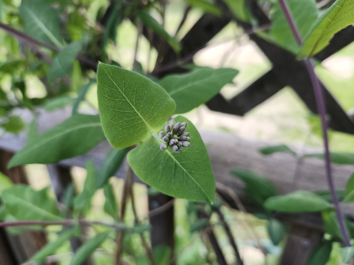 RadioVisionAM's tweet photo. 🍇 🍀 
From last week. Grape vine, honeysuckle, and clovers taking over our planter pots. https://t.co/nXOQAPh7E8