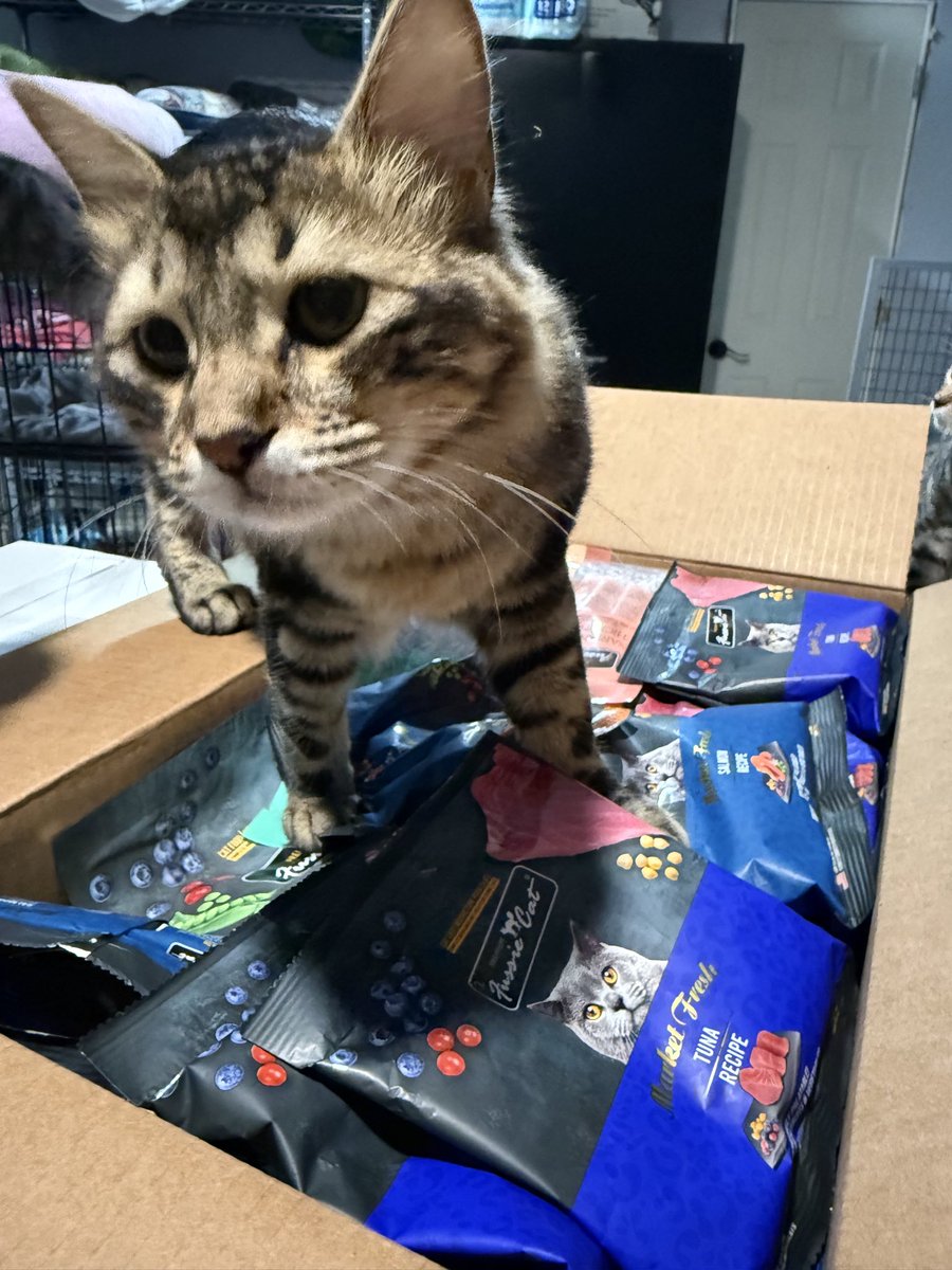 FussieCat's tweet photo. Tiny spaces, big personalities!! ๐ป
Swipe to find the cutest box dweller ๐
#cats #catlife #fussiecat #catbox #catlovers https://t.co/iY0e6mjAAi