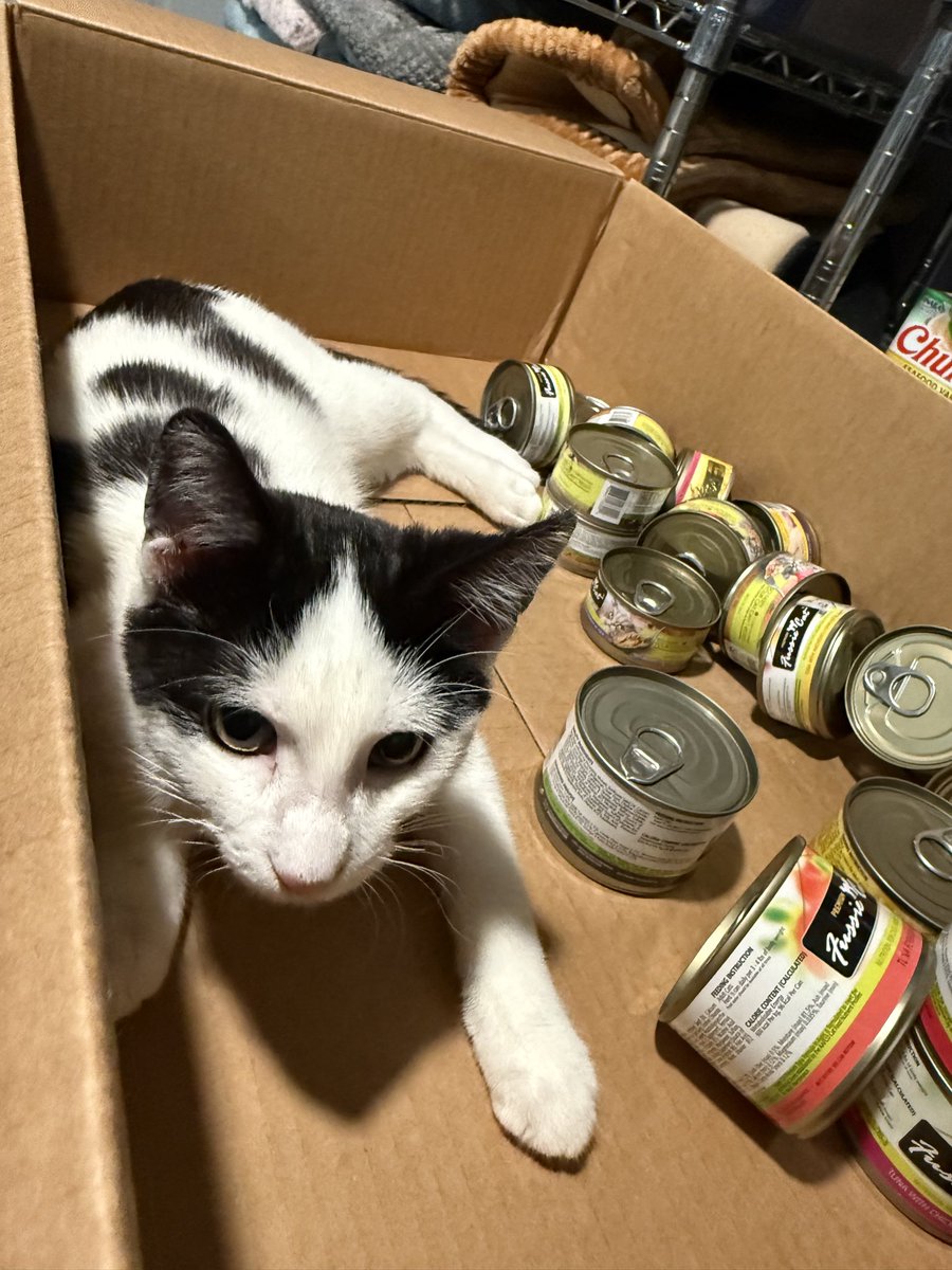 FussieCat's tweet photo. Tiny spaces, big personalities!! ๐ป
Swipe to find the cutest box dweller ๐
#cats #catlife #fussiecat #catbox #catlovers https://t.co/iY0e6mjAAi