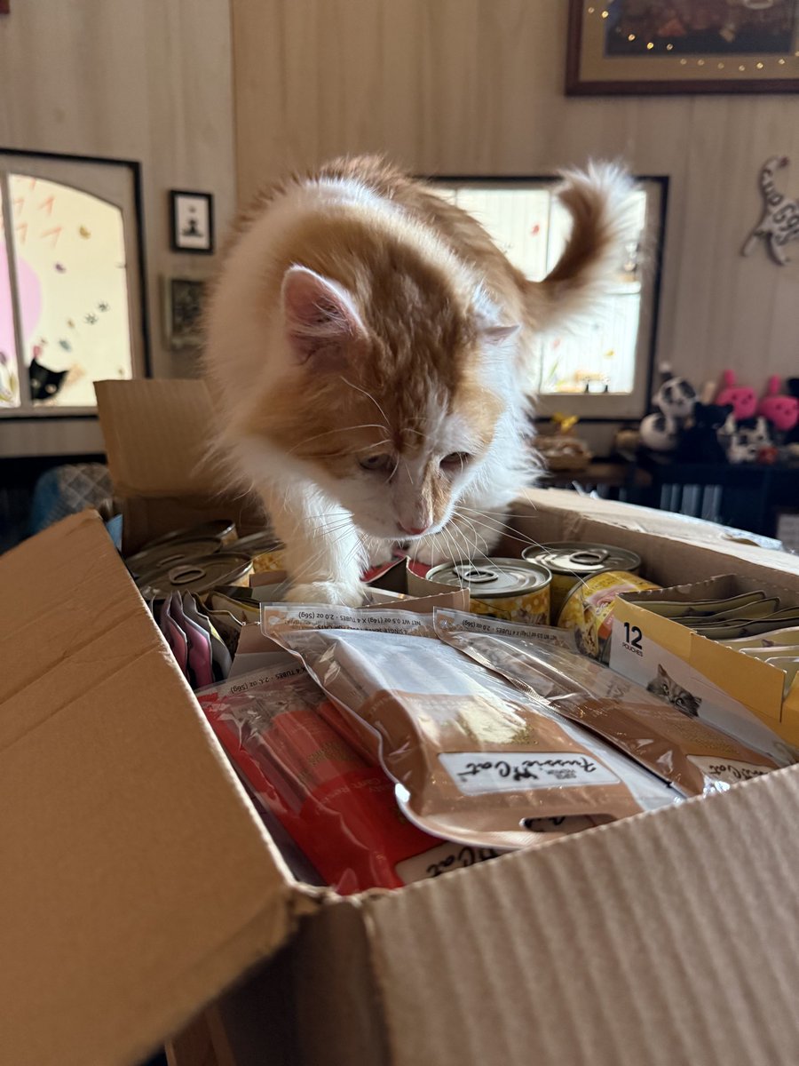 FussieCat's tweet photo. Tiny spaces, big personalities!! ๐ป
Swipe to find the cutest box dweller ๐
#cats #catlife #fussiecat #catbox #catlovers https://t.co/iY0e6mjAAi