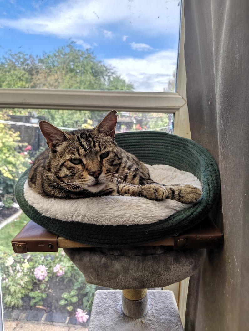 remcodekkerx's tweet photo. @rickygervais Could be related to my cat. https://t.co/xa0d23rU82
