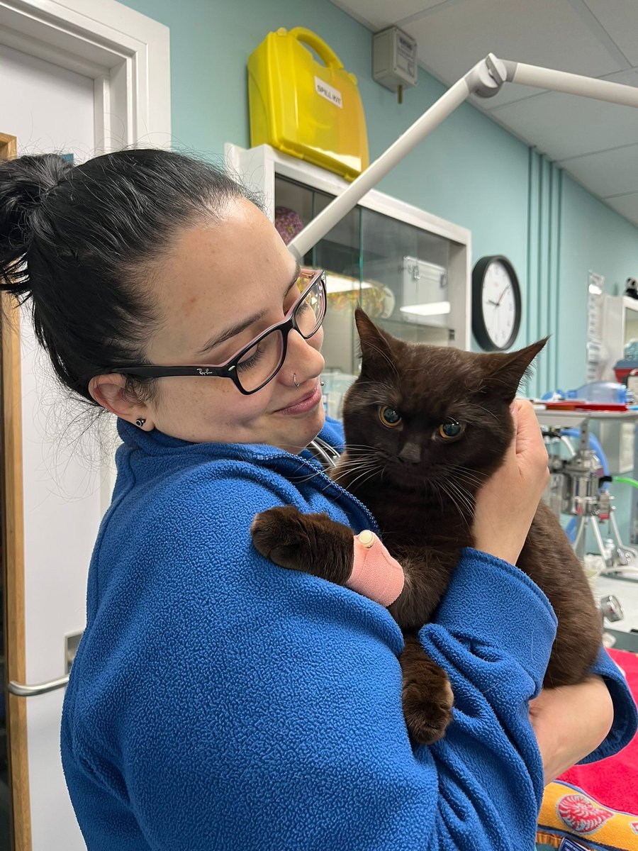 StKittsVets's tweet photo. Mocha visited our Basingstoke practice for his castration recently… and honestly, he spent the whole visit looking like the sunniest little sunflower you’ve ever seen 🌻😊 He charmed everyone. Zero notes! https://t.co/fpRbz8WrHz