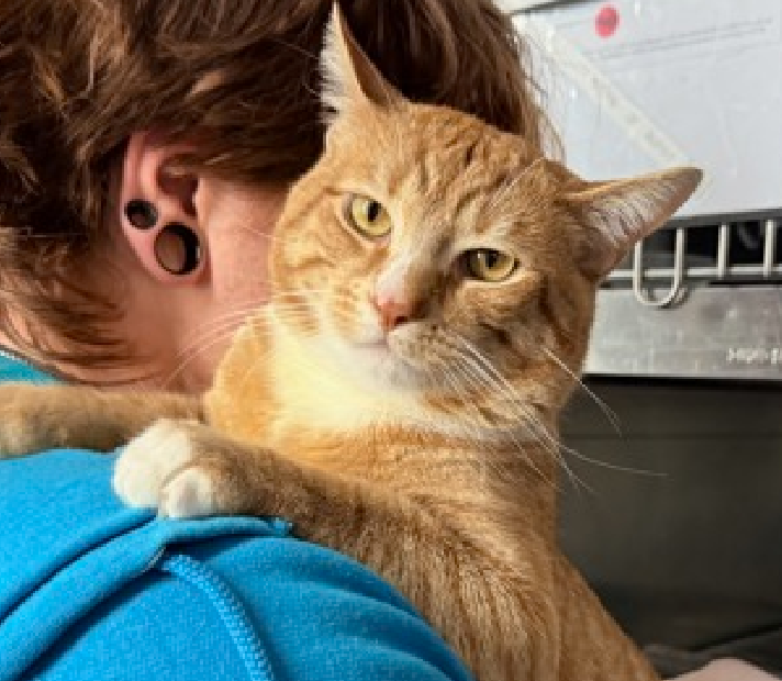 JLthekid9999's tweet photo. 🆘🆘 GARFIELD THEODORE (ID 251241), 3 YO, MALE –  IN MANHATTAN ACC - came into the shelter as an agency on 4/19/2026.    🆘🆘 😿 😿 😿 😿

➡️TBD 6/4/26

➡️ NEW HOPE PARTNER RESCUE ONLY

➡️ TOO LOW ON PLEDGES TO STIMULATE RESCUE INTEREST

➡️🆘🆘 8TH Chance on Emergency Placement List – HIGHLY UNUSUAL AND SHELTER AT MAXIMUM CAPACITY- NOW IS THE TIME TO ACT/HELP GARFIELD THEODORE- HIGHEST EU/SILENT KILL RISK–🆘🆘 😱🔥🔥😱

➡️ 45 DAYS IN SHELTER – TOO LONG – TIME IS RUNNING OUT

➡️ GARFIELD THEODORE IS ON THE EPL FOR BEHAVIOREAL REASONS - He is not thriving in the care center and continues to display challenging behavior during interactions. He is extremely intelligent and high energy, and needs to expend energy constructively with interactive play sessions 3-4X/day. In addition to playtime, this cat would also benefit from mental exercise from activities such as puzzle toys/games, lick mats, or clicker training. Without providing activity for his mind and body, the cat may react with rough play, potentially resulting in bite/scratch incidents. This designation often means that the cat will be given very little time for rescue/foster/adoption.🔥🔥🔥🔥

A volunteer writes: Garfield Theodore sees the bigger picture, so if you see him sitting pressed up against the door with his fur going in every direction, please just know it's part of a plan. He's an extraordinarily smart guy who feels compelled to manage several projects concurrently, so Garfield Theodore has taken on shelter life with that type of understanding exuberance. He knows he has to work a little harder to stand out so he's always trying out some new moves that he hopes might impress you. Garfield Theodore's latest is a bouncy leap onto my shoulders. Making himself big and tall, he gave me a hug and then nuzzled so emphatically I couldn't help but fall in love. He did this several times with slight variations, one time putting his whole nose into my ear but I think he was just trying to ask which one I think his forever family will most like. A life of the party cat who loves to be in the mix, Garfield Theodore's looking to find an experienced cat family who will provide cat projects for him to preside over and a forever family to love. ❤️ 😻❤️ 😻❤️ 😻

NEEDS OUT OF SHELTER ASAP –

Please RT or pledge, if you can, to save this little one.

@AdamsPaulGrimke

💔😿🙏Thank you