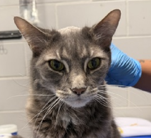 JLthekid9999's tweet photo. 🆘🆘 GREY (ID 255578), 10 YO, FEMALE –  IN QUEENS ACC - came into the shelter as an owner surrender on 5/27/2026, with the surrender reason stated as animal behavior - aggressive towards people.    🆘🆘 😿 😿 😿 😿

➡️TBD 6/4/26

➡️ TOO LOW ON PLEDGES TO STIMULATE RESCUE INTEREST

➡️ 🆘🆘  2ND Chance on Emergency Placement List – VERY URGENT – 🆘🆘 😱🔥🔥😱

➡️ 7 DAYS IN SHELTER – TOO LONG – TIME IS RUNNING OUT

➡️ GREY IS ON THE EPL FOR MEDICAL REASONS - Grey is an extremely affectionate and friendly senior cat with chronic kidney disease. She is PU/PD but is otherwise eating well and in excellent body condition. She needs continued veterinary care including regular fluid therapy and a diet change to help manage her condition long term. This evaluation/diagnosis means that GREY will be given very little time for rescue/foster/adoption.🔥🔥🔥🔥

What my friends at ACC say about me: I can go home today! I love getting pets and - you guessed it - snuggles! Need some biscuits for your breakfast? I'm an expert kneader!  ❤️ 😻❤️ 😻❤️ 😻

NEEDS OUT OF SHELTER ASAP –

Please RT or pledge, if you can, to save this little one.

@AdamsPaulGrimke

💔😿🙏Thank you