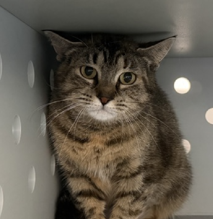 JLthekid9999's tweet photo. 🆘🆘 SWANSON (ID 252442), 1 YO, FEMALE –  IN QUEENS ACC - came into the shelter as an  agency on 4/18/2026.    🆘🆘 😿 😿 😿 😿

➡️TBD 6/4/26

➡️ TOO LOW ON PLEDGES TO STIMULATE RESCUE INTEREST

➡️ 🆘🆘  2ND Chance on Emergency Placement List – VERY URGENT – 🆘🆘 😱🔥🔥😱

➡️ 46 DAYS IN SHELTER – TOO LONG – TIME IS RUNNING OUT

➡️ SWANSON IS ON THE EPL FOR BEHAVIORAL REASONS - She is not thriving in the care center and continues to display distance-increasing behavior when approached for interactions. She has not warmed up despite staff using treats to build a positive association - This designation often means that the cat will be given very little time for rescue/foster/adoption.🔥🔥🔥🔥

Swanson is a quiet, watchful tabby girl with thoughtful eyes and a gentle spirit. 🩶🐾 Right now, the shelter feels far too overwhelming for her, so she prefers to observe the world from a safe distance rather than join in on playtime or social activities. There's something deeply meaningful and moving in her quiet presence - a soft kind of beauty that reveals itself slowly to those willing to listen. Swanson is looking for a calm, low-traffic home with patient caretakers who will let her settle in at her own pace. She may never be the loudest or boldest cat in the room, but for the right person, her cautious trust and quiet companionship will feel incredibly special. If you have a peaceful home and a heart for shy souls, Swanson may be ready to write her next chapter with you. ✨  ❤️ 😻❤️ 😻❤️ 😻

NEEDS OUT OF SHELTER ASAP –

Please RT or pledge, if you can, to save this little one.

@AdamsPaulGrimke

@mehser12

💔😿🙏Thank you