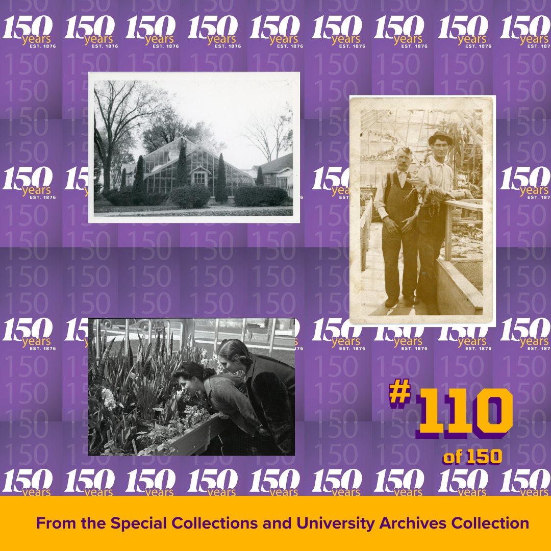 RodLibrary's tweet photo. The first greenhouse on the Iowa State Normal School campus was built and soon became home to more than plants, including “Allie the Alligator,” who reached six feet. A new greenhouse opened later and became today’s Biology Botanical Center. Learn more: https://t.co/hUTCQG14yE https://t.co/XOupXxYzIp