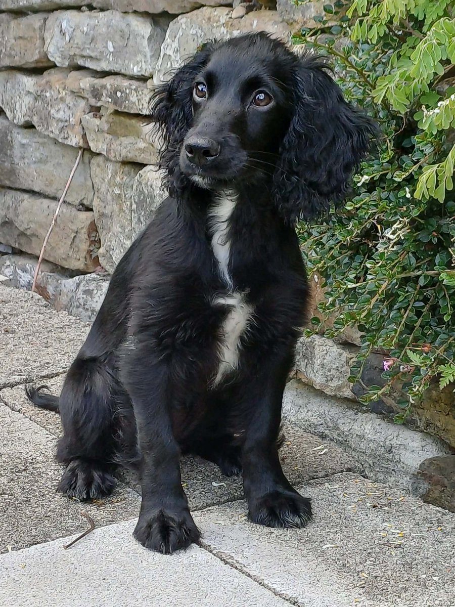 LancsPolDogUnit's tweet photo. Oh go on then one more puppy photo.

Meet TPD Coco 

Coco is sister to TPD Cas.

Coco is very bright and very fast and will certainly give her brother a run for his money 🥰 https://t.co/omFDVPsLpr