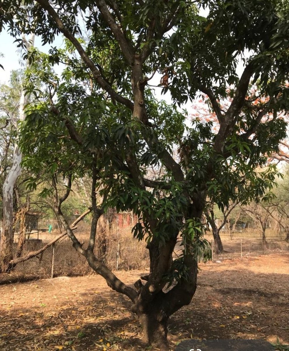 AnokhaPurush's tweet photo. Tree Time 🌿🌳🌿 

#Trees #Nature #Treetime #Treeclub https://t.co/e9f0CAjcDG