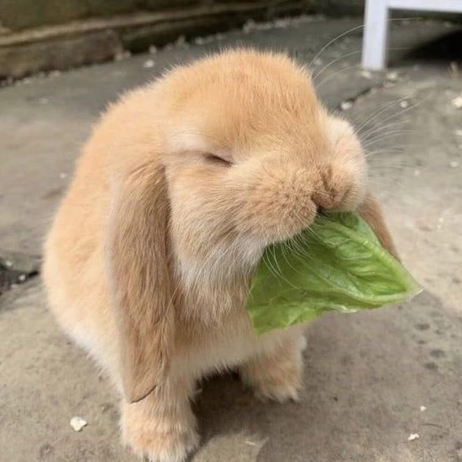 🥯 tweet media